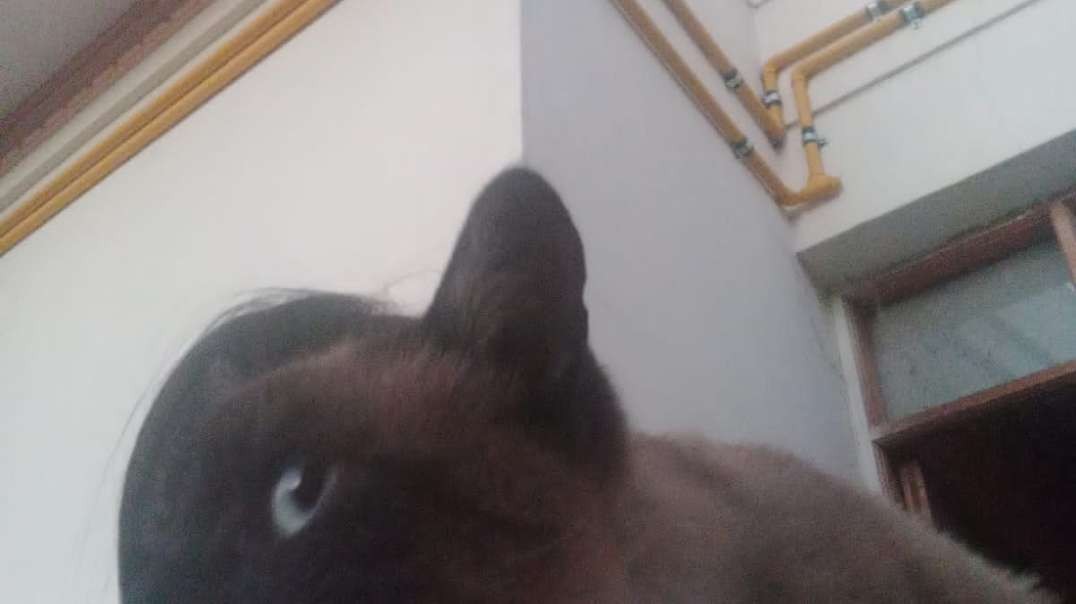 Rico